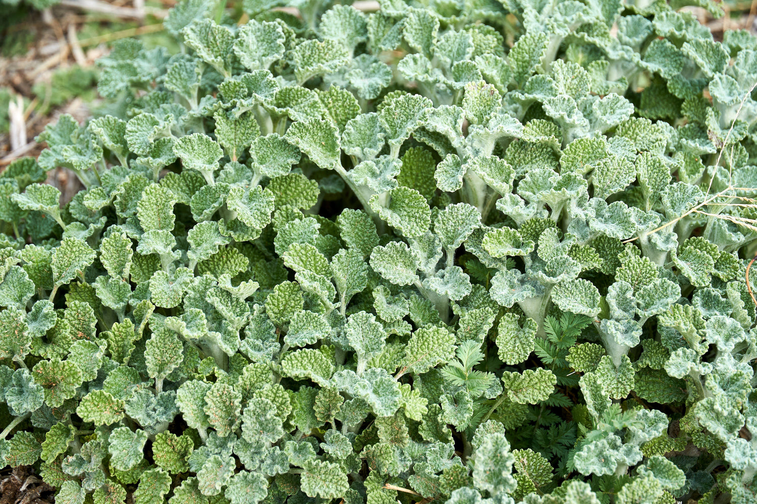 100 semillas de flores de hierba MARRUBIO BLANCO (Marrubium vulgare)