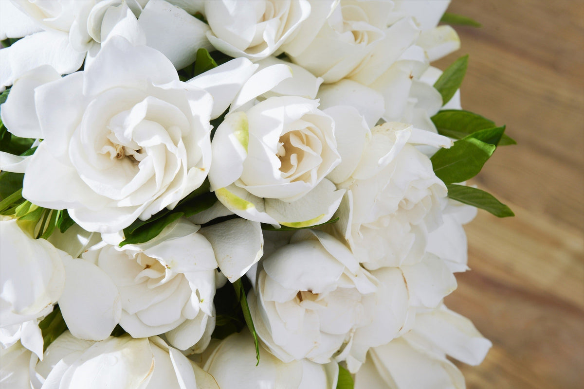 50 semillas de flores de GARDENIA Jasminoides / JAZMÍN DEL CABO, arbusto blanco fragante, planta de interior