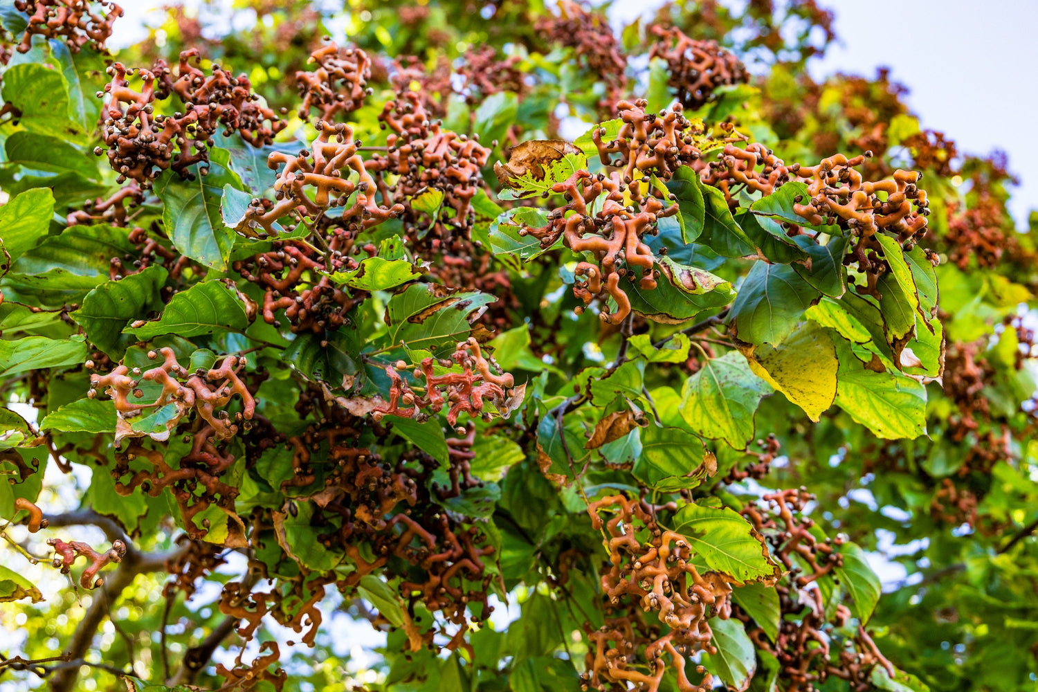 25 ÁRBOL DE PASAS JAPONÉS Fruto comestible Flores de miel orientales Semillas de Hovenia Dulcis