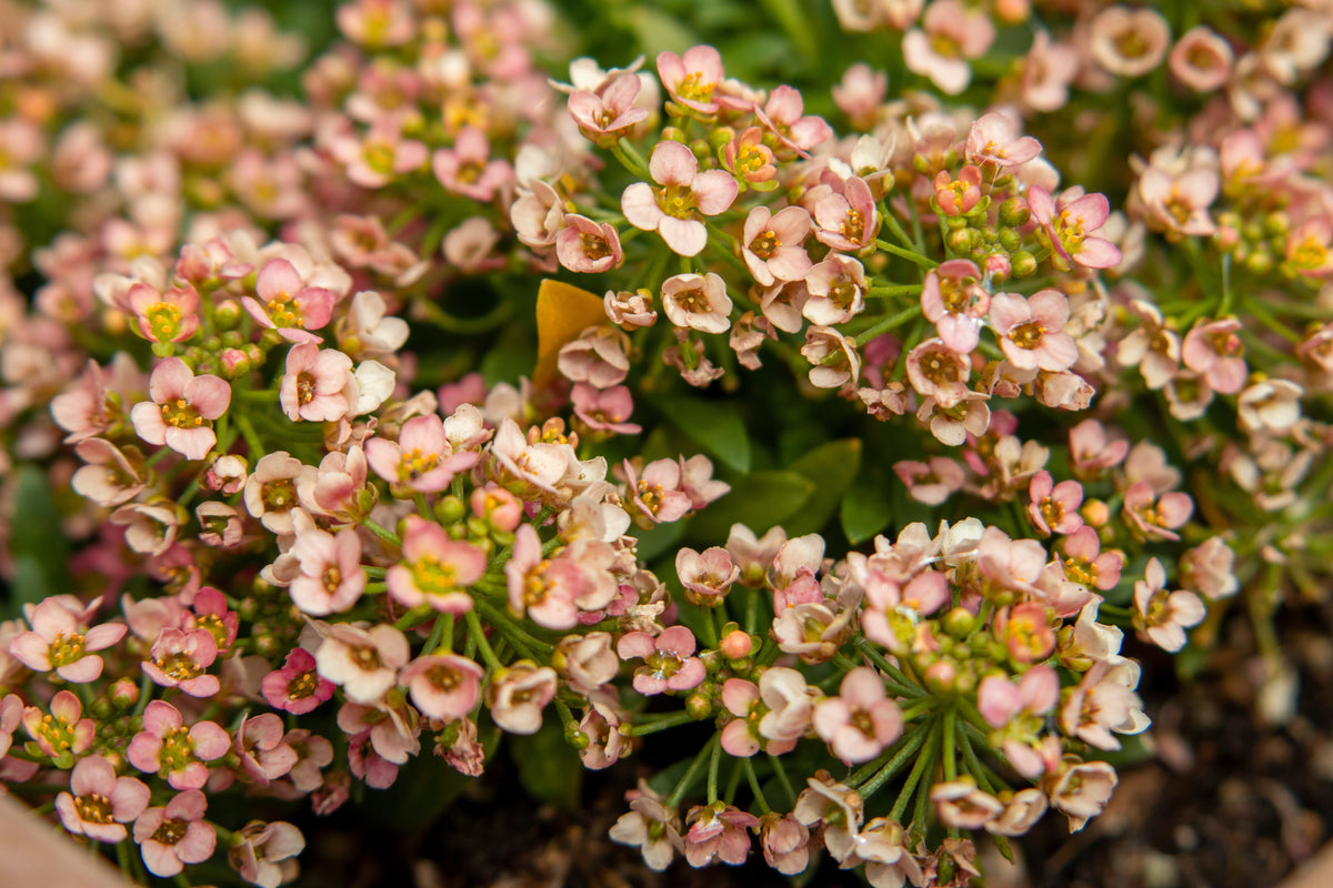 50 semillas de flores de colibrí Easter Bonnet PEACH ALYSSUM Lobularia Maritima