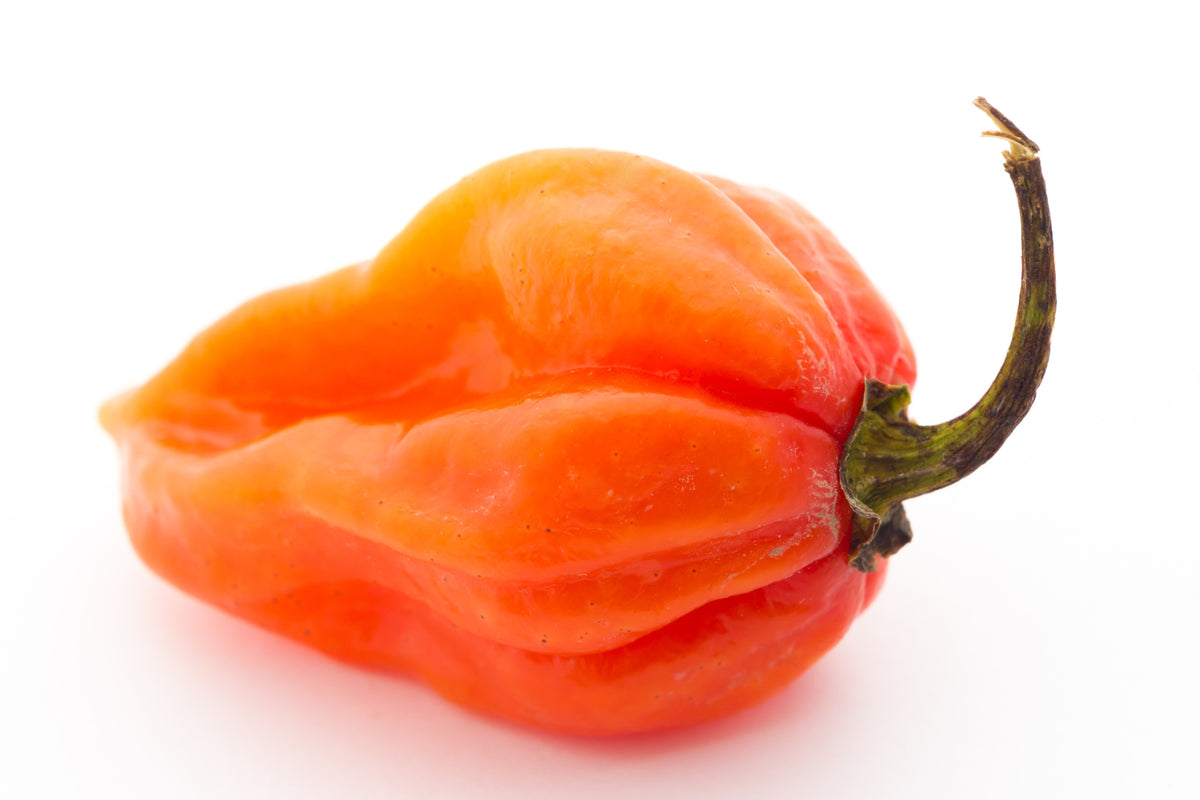 50 semillas de pimiento habanero naranja picante Capsicum Chinense