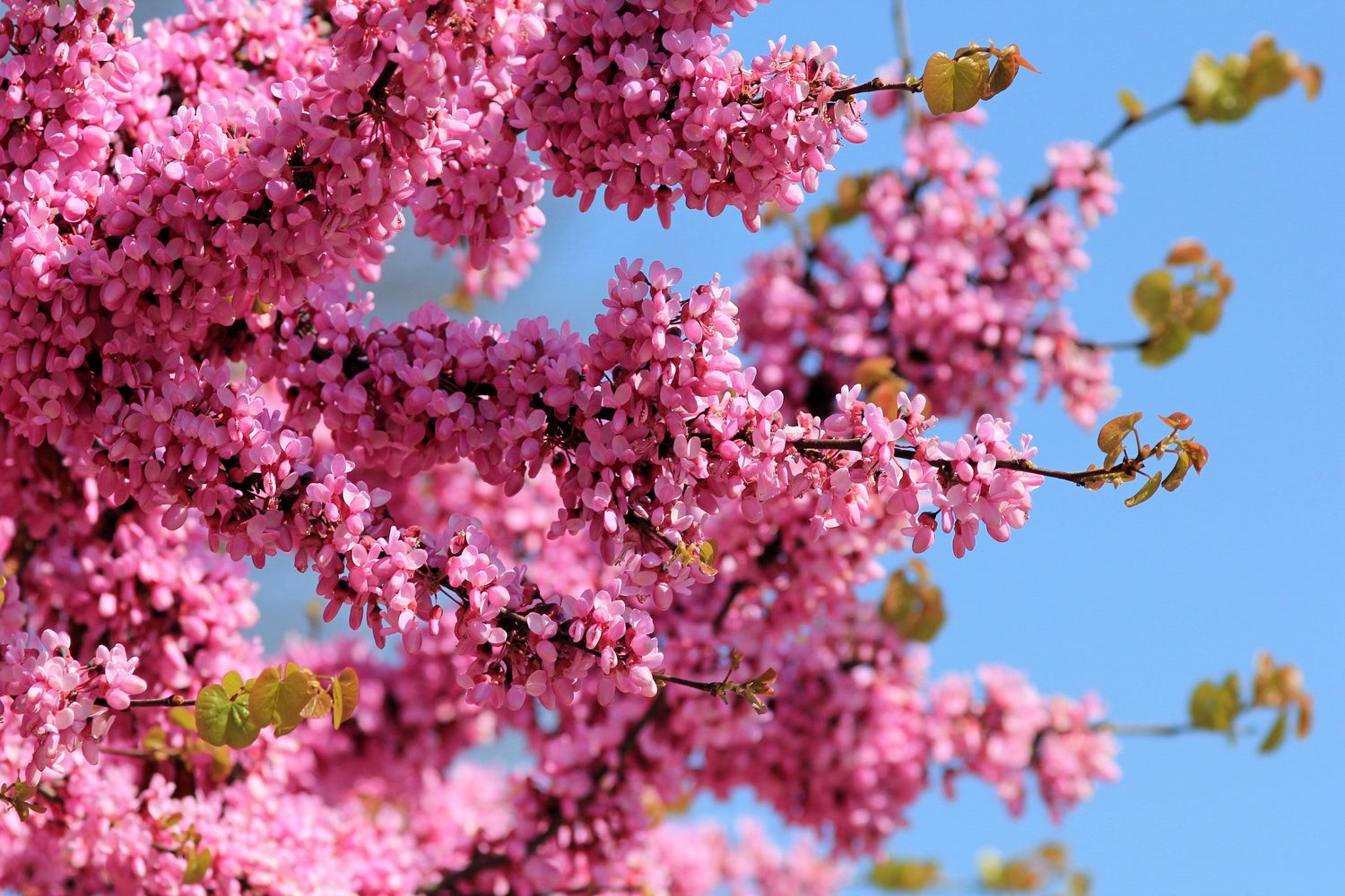 25 semillas de árbol de Judas, árbol del amor europeo, Cercis siliquastrum, flores de color rosa y morado