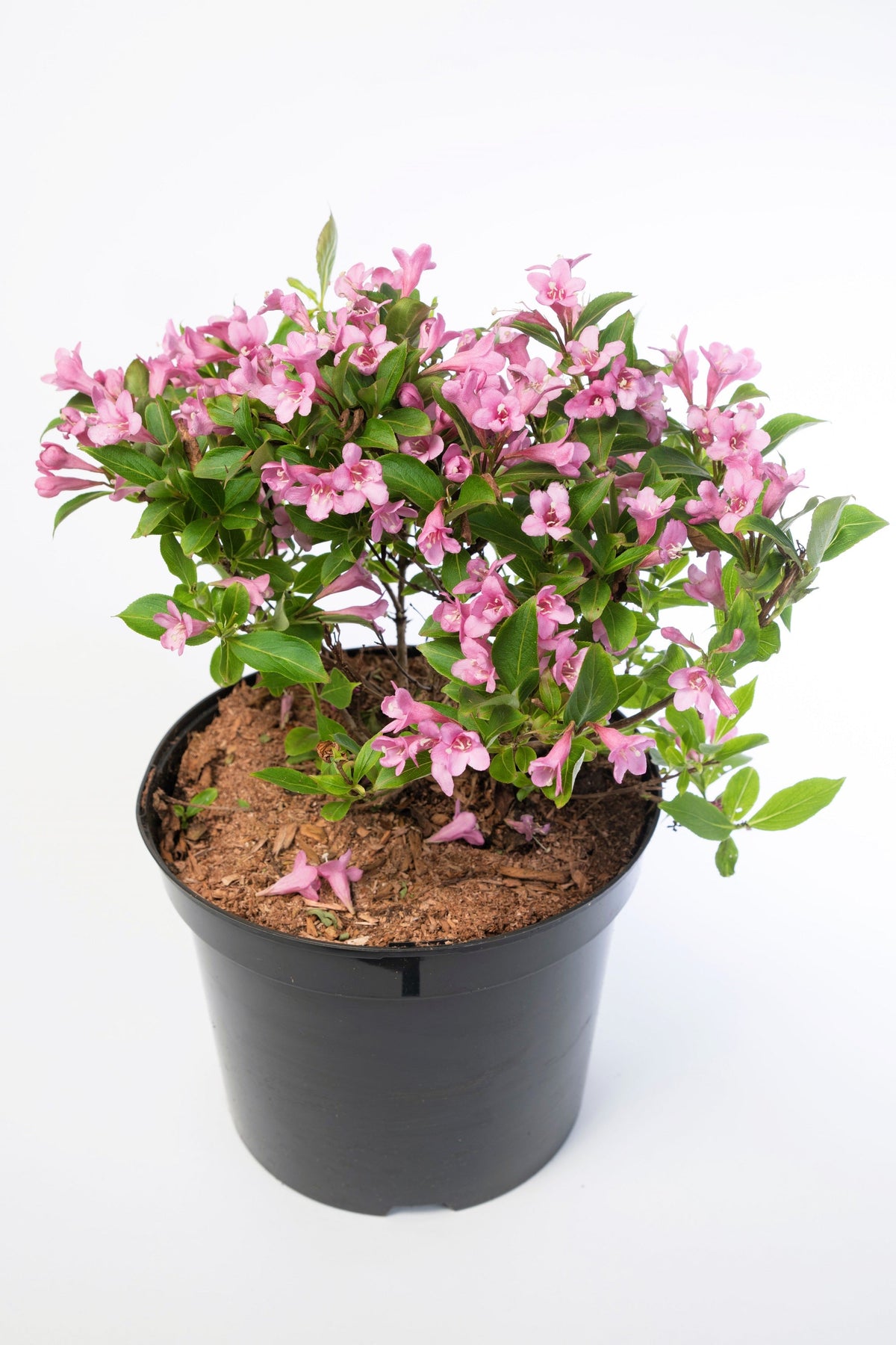 50 semillas de flores de arbusto Weigela de Florida