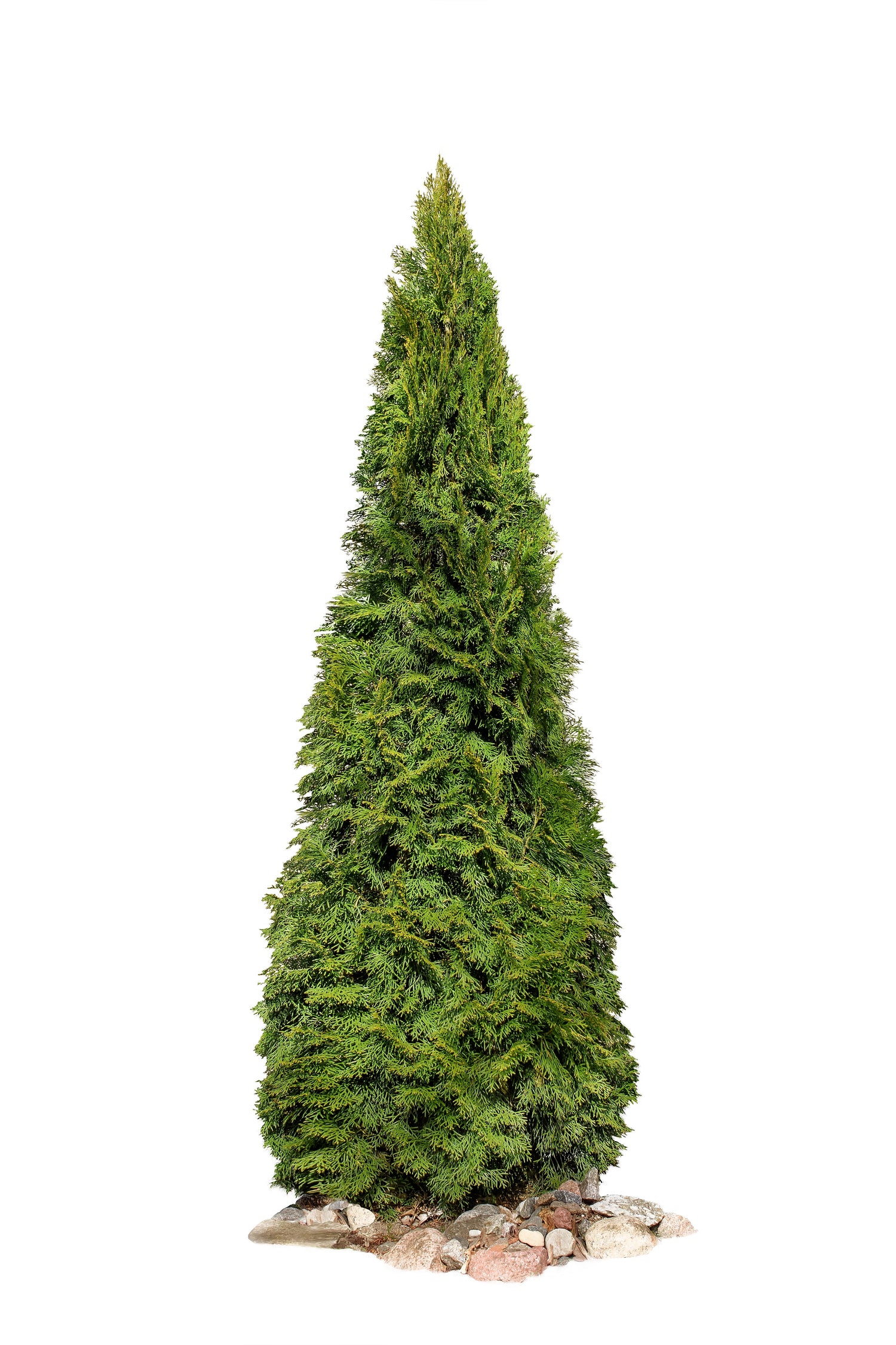 25 semillas de coníferas de cedro Thuja Occidentalis