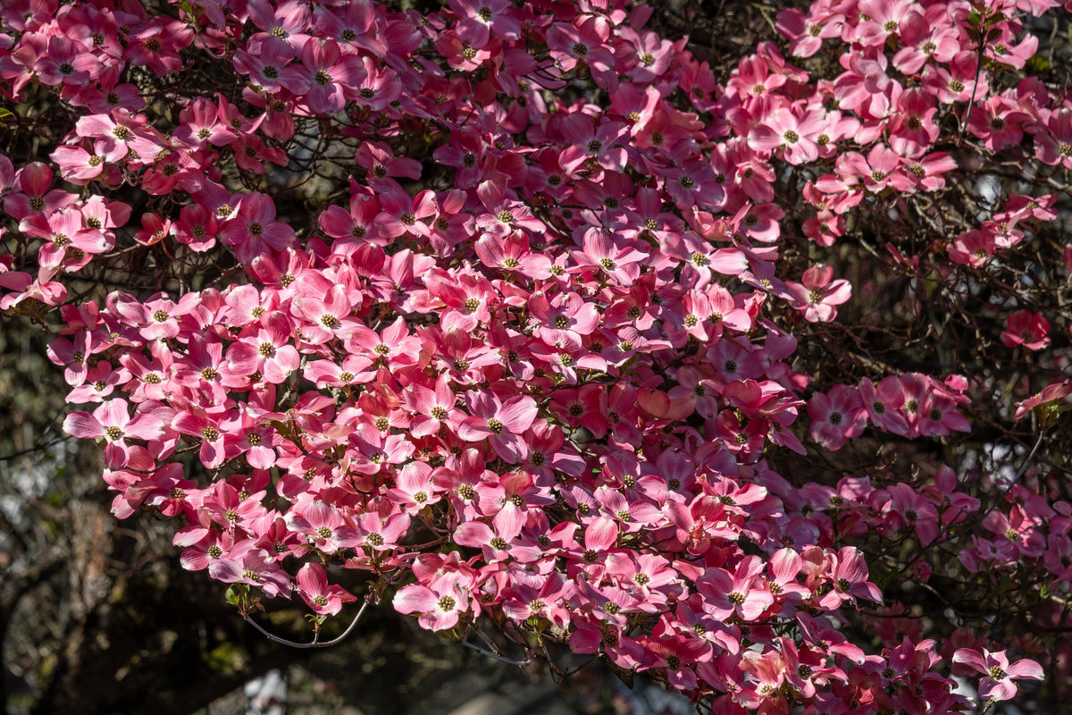 5 semillas de árbol de cornejo de flores rosas Cornus Florida Rubra, árbol ornamental nativo