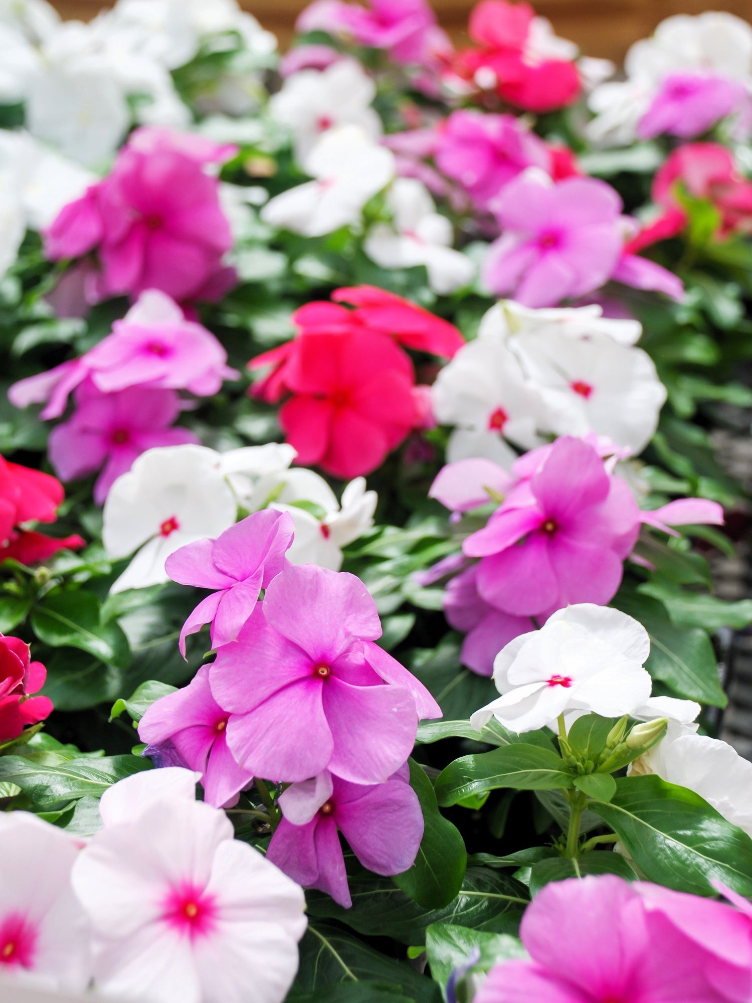 100 semillas de flores de vincapervinca enana (vinca rosea)