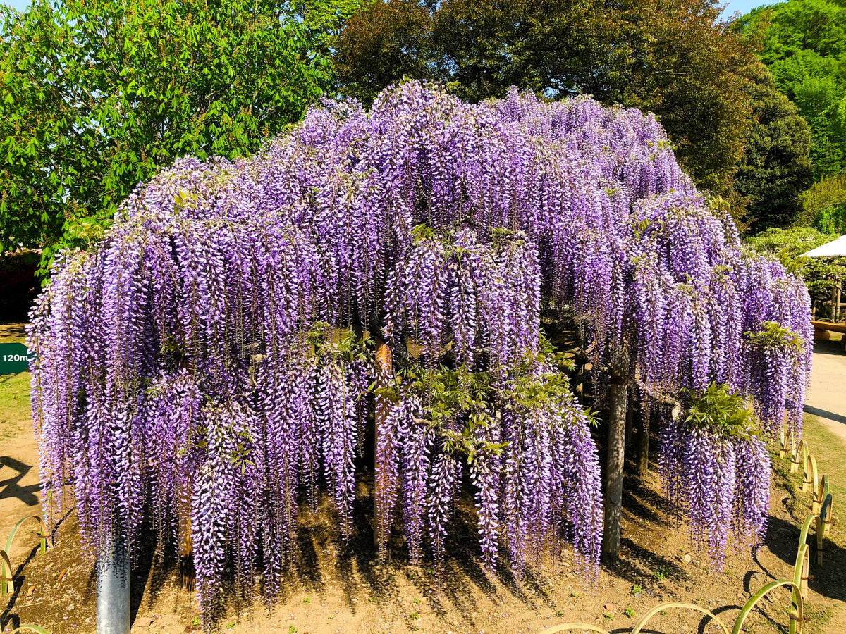 5 semillas de glicina japonesa, flor floribunda, enredadera ornamental morada.