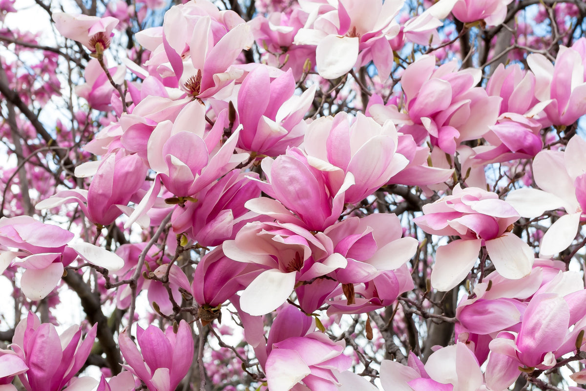 5 semillas de tulipán de flor rosa y blanca de 5 a 10 pulgadas (magnolia de platillo x Soulangeana Denudata y Liliiflora)
