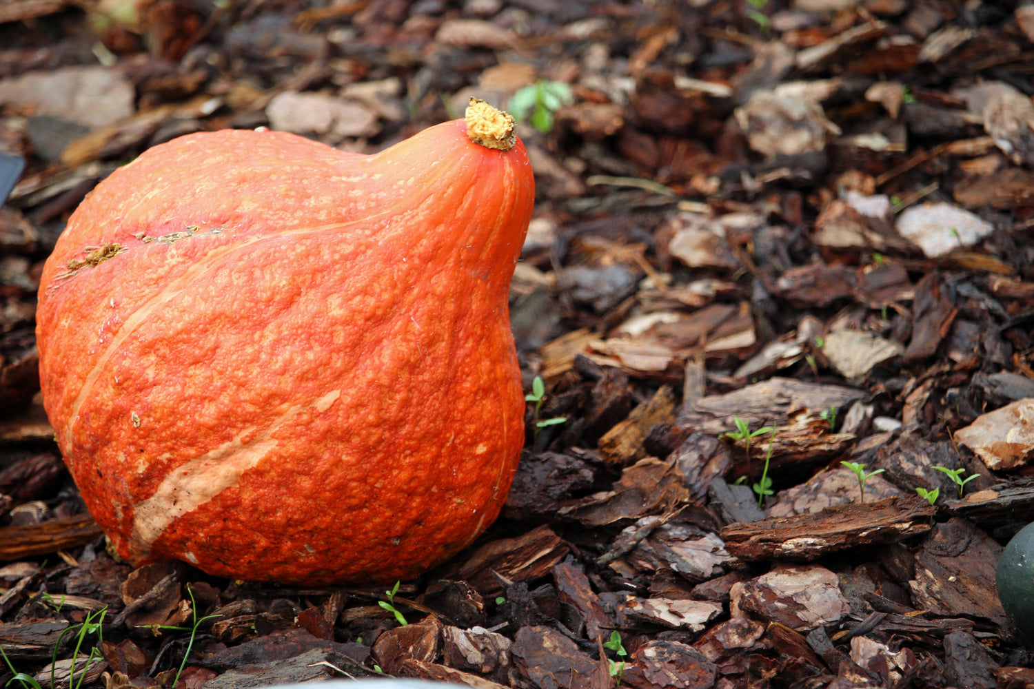 30 Calabaza Hubbard Dorada Semillas de Hortalizas Cucurbita Pepo Ranúnculo Rojo Genesee