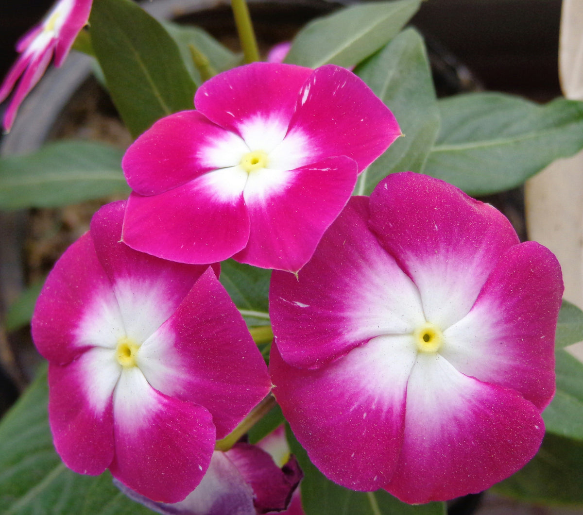 100 semillas de flores de vincapervinca rosada enana