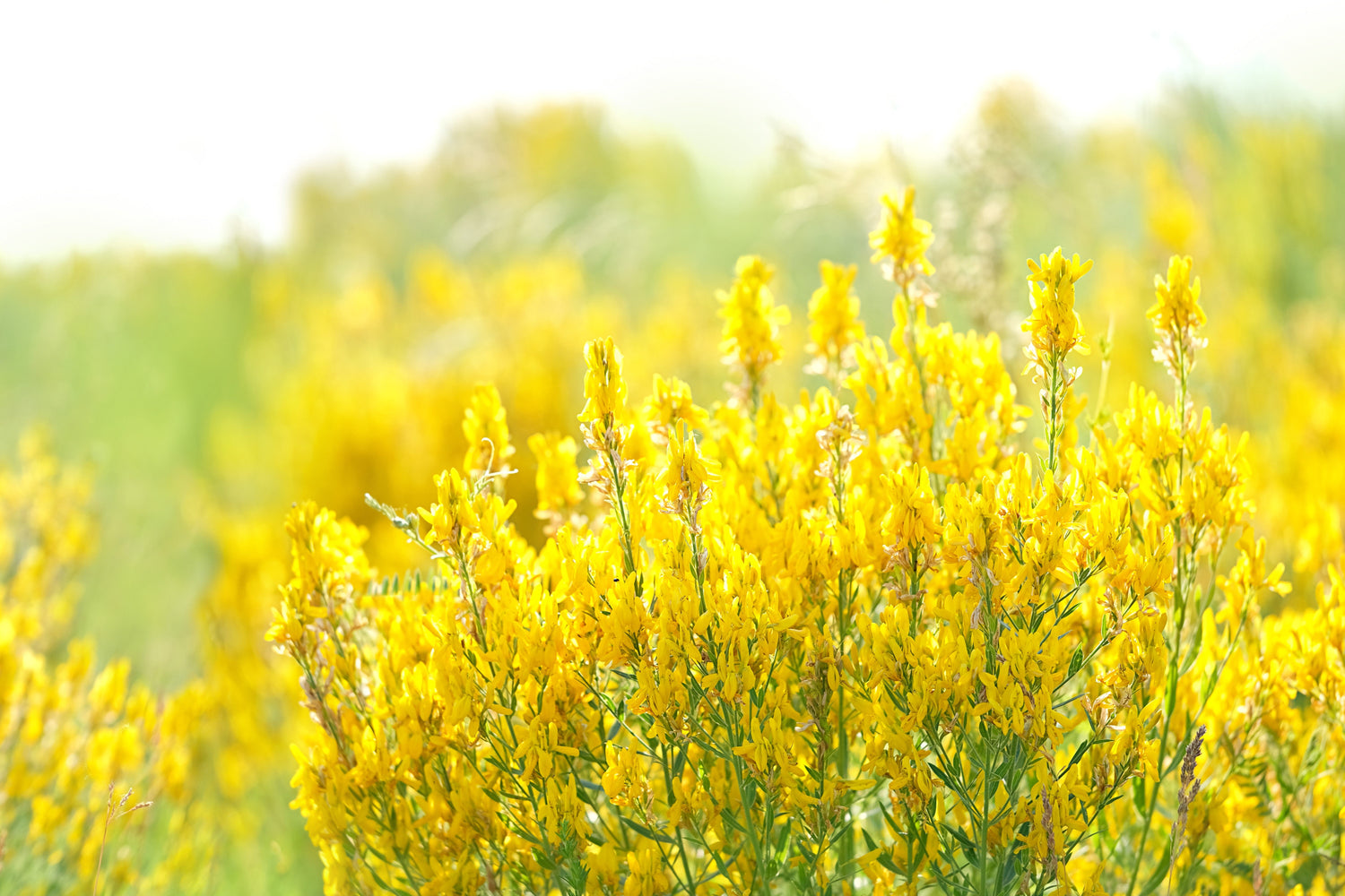 3000 semillas de flores de trébol dulce amarillo Melilotus Officinalis