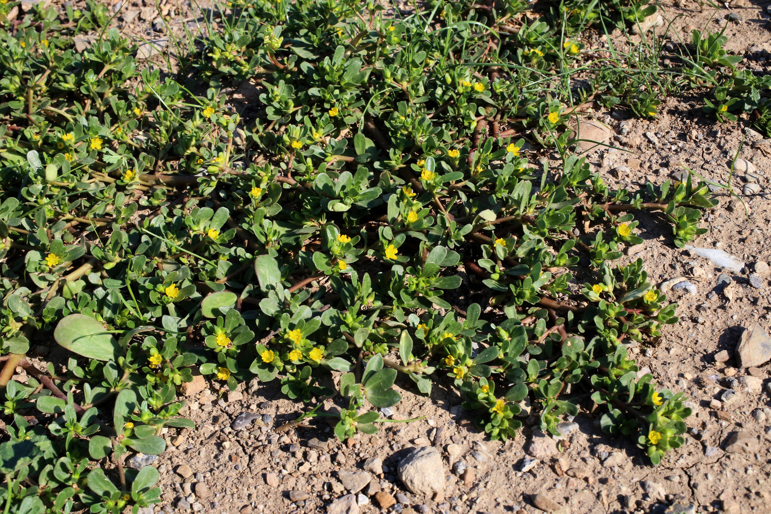 300 semillas de verdolaga dorada orgánica (Portulaca sativa), hierba vegetal, flores amarillas