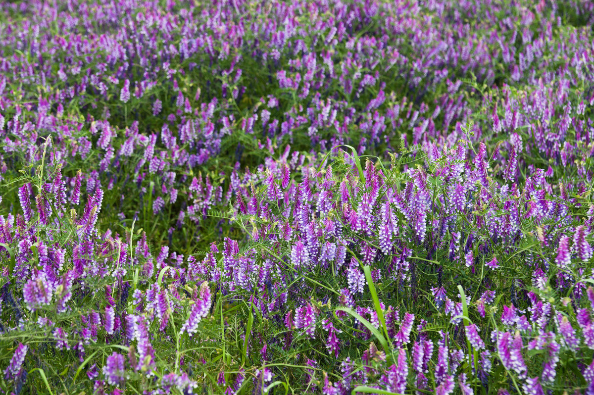 100 semillas de flor de Vicia Villosa (Veza rusa)