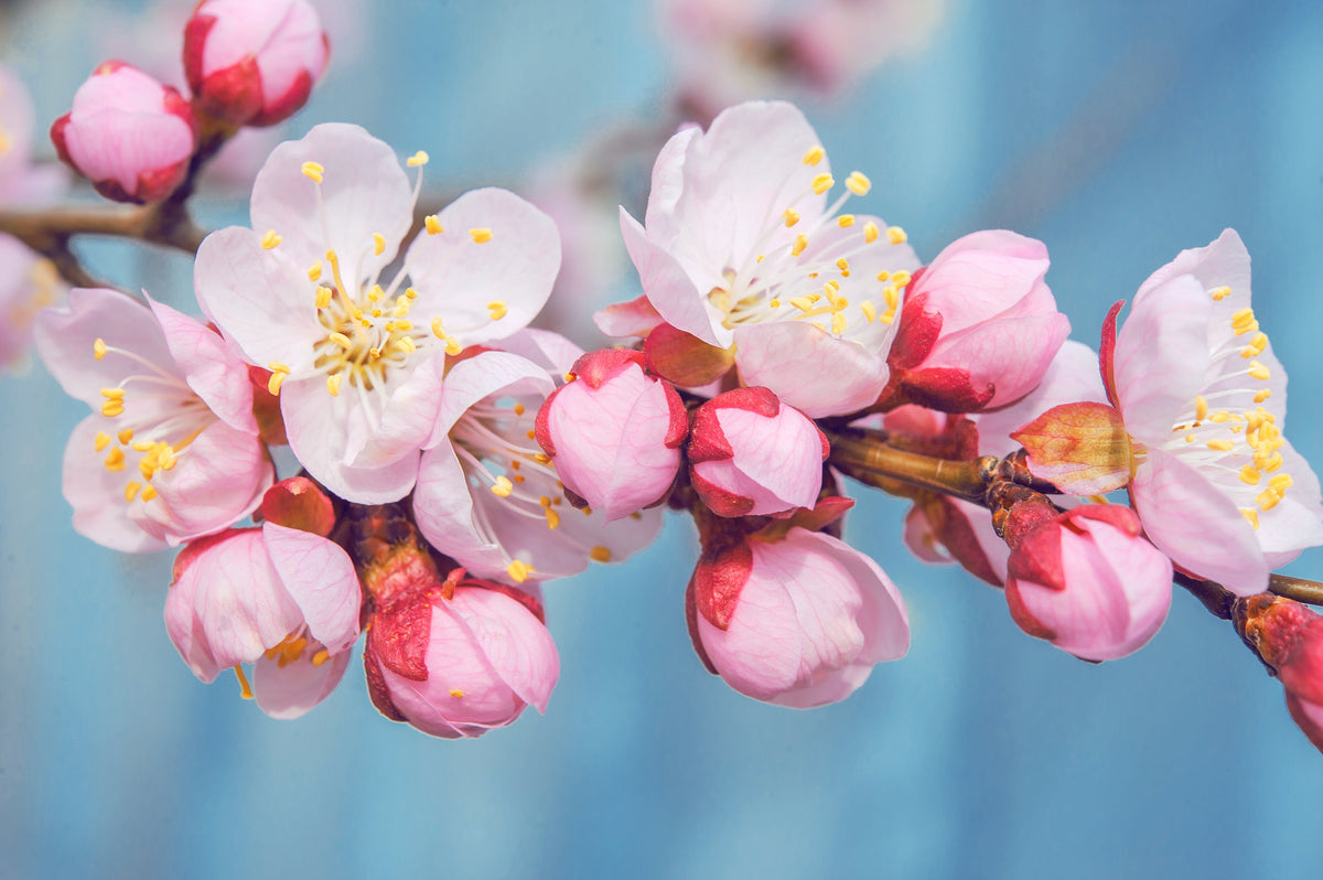 5 MANCHURIAN APRICOT Fruit Tree Flowering Prunus Mandshurica Seeds