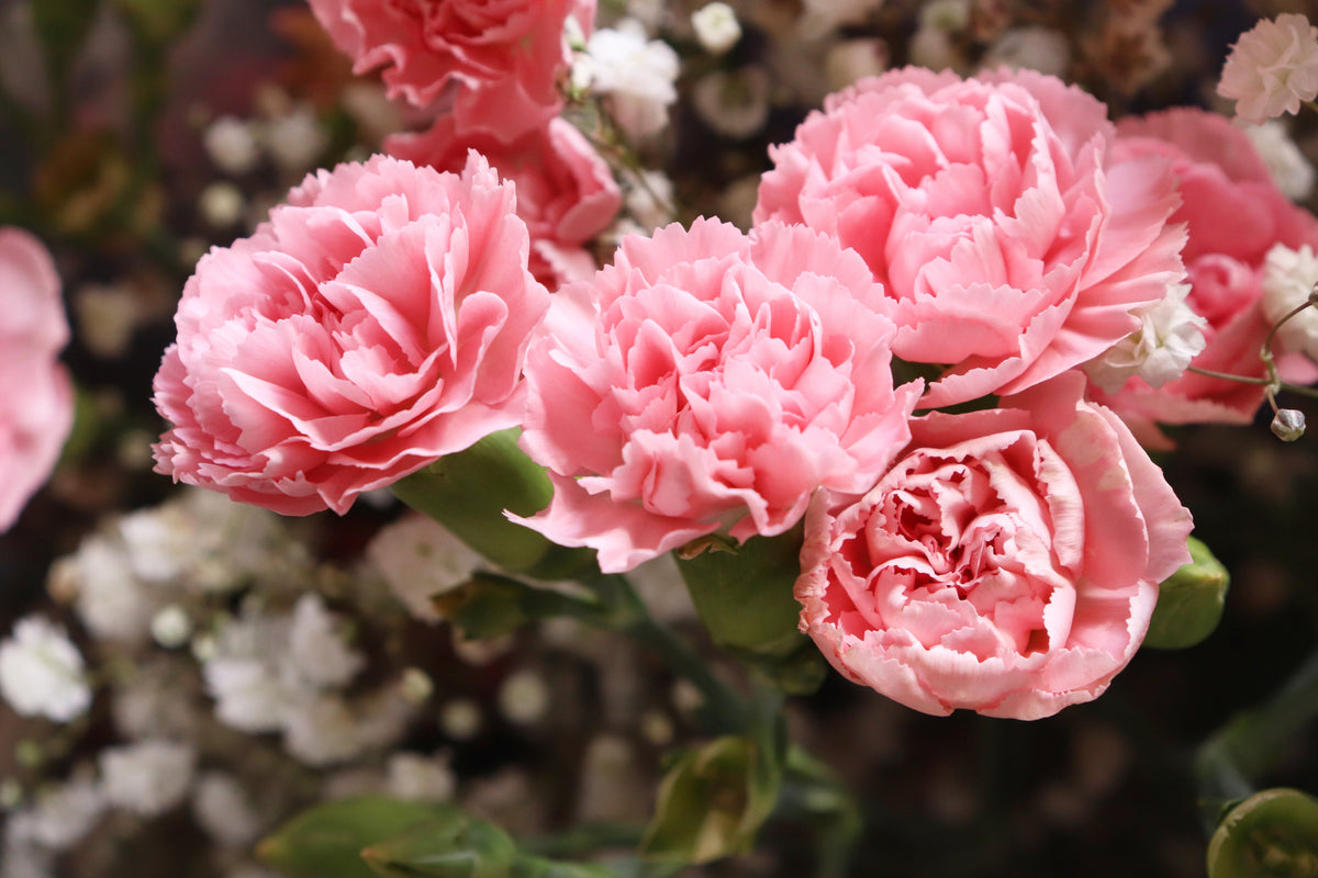 50 semillas de clavel rosa de La France Dianthus Caryophyllus Chabaud