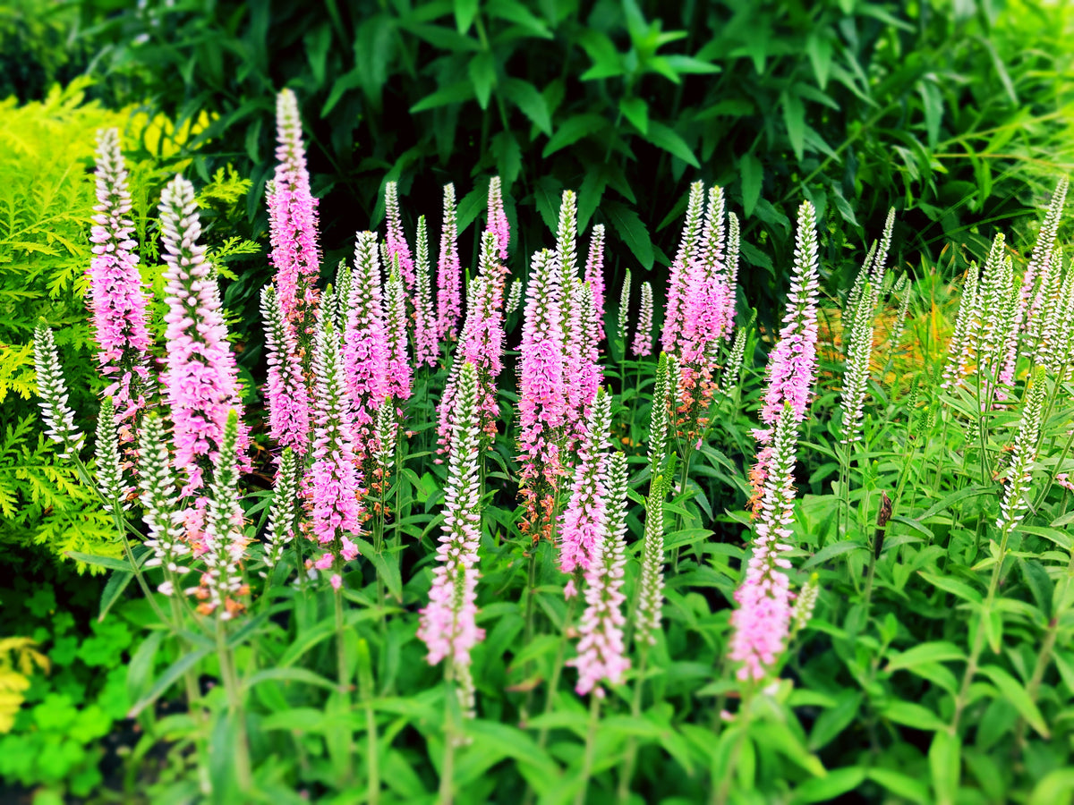 50 Pink VERONICA Longifolia / SPIKE SPEEDWELL Flower Seeds