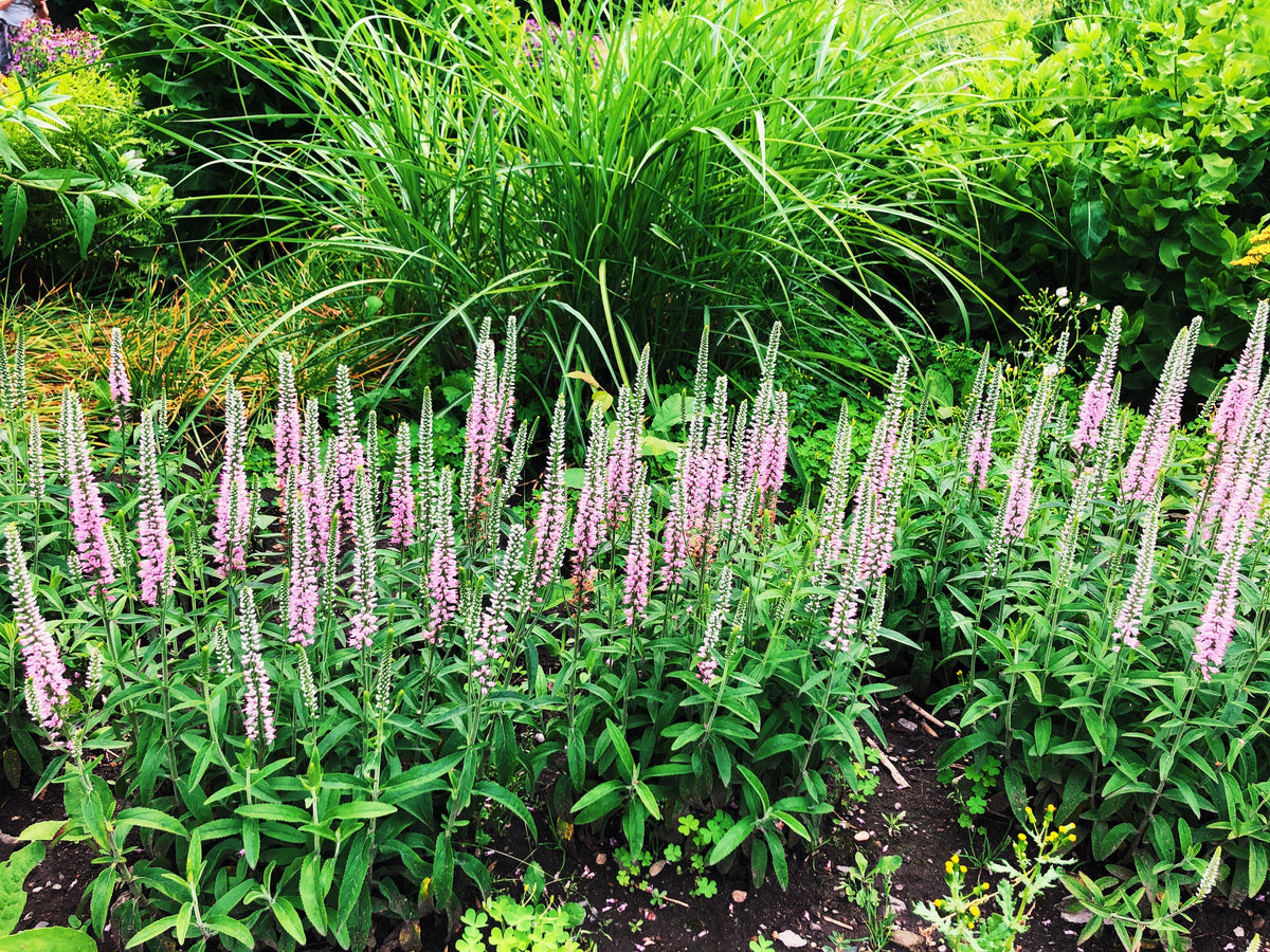 50 Pink VERONICA Longifolia / SPIKE SPEEDWELL Flower Seeds