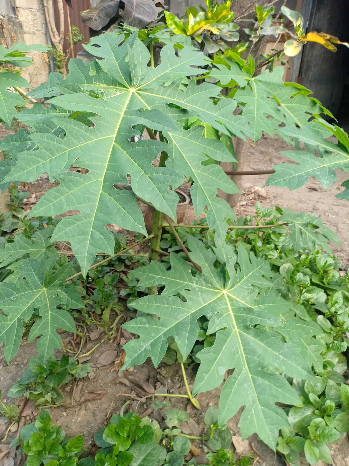 10 semillas de papaya waimanalo enana (árbol frutal hawaiano Carica) para interiores