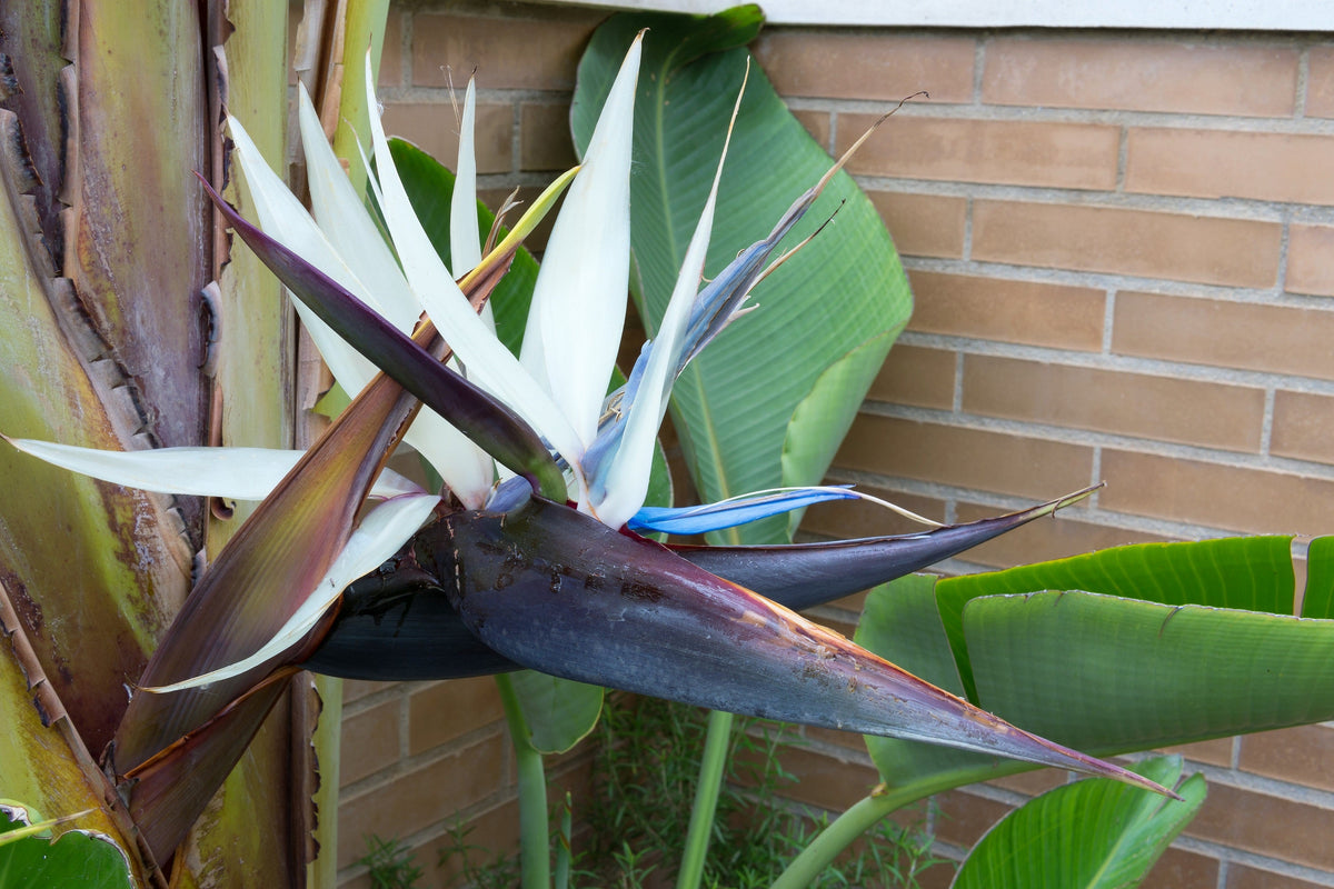 5 semillas de AVE DEL PARAÍSO GIGANTE, árbol Strelitzia Nicolai, plátano silvestre, grulla blanca, flor azul púrpura, planta de interior
