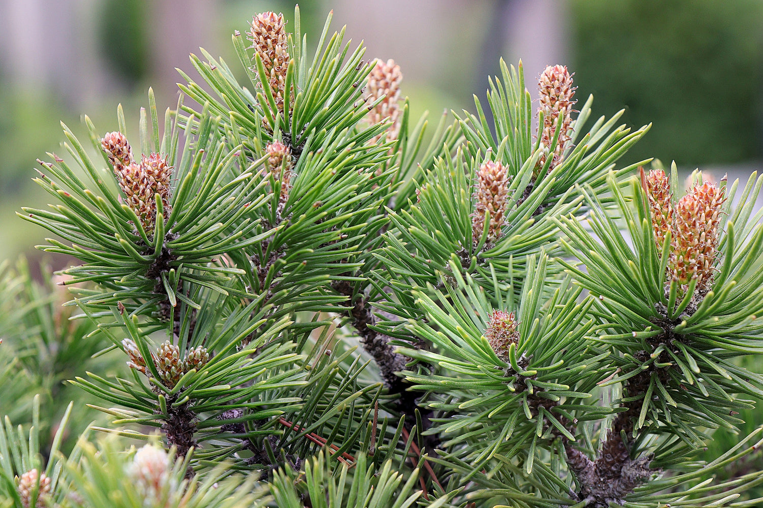 25 Semillas de arbustos de Pinus Pumilio de hoja perenne enana de MUGO PINE