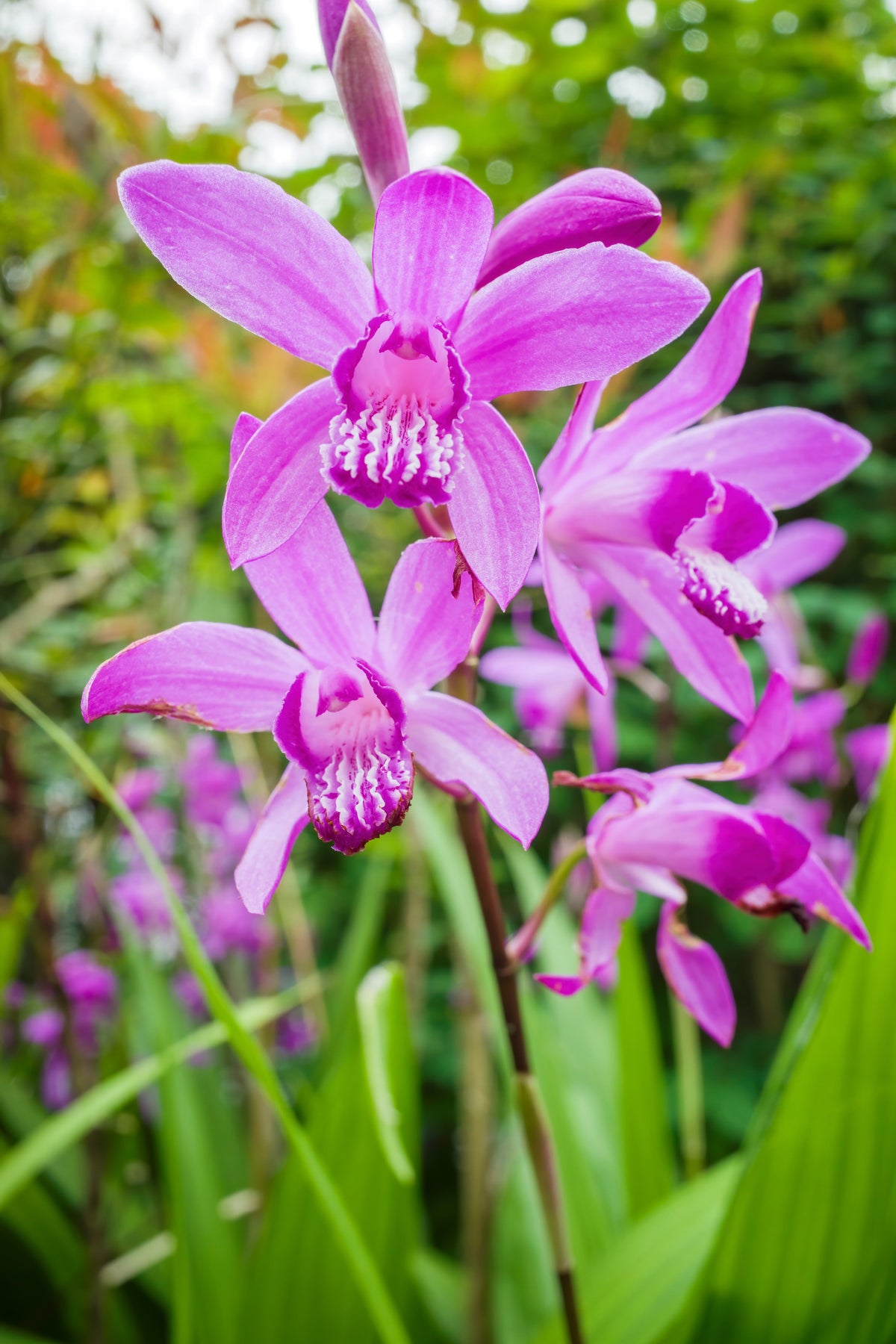 50 semillas resistentes de orquídea terrestre china Bletilla Striata, flores moradas