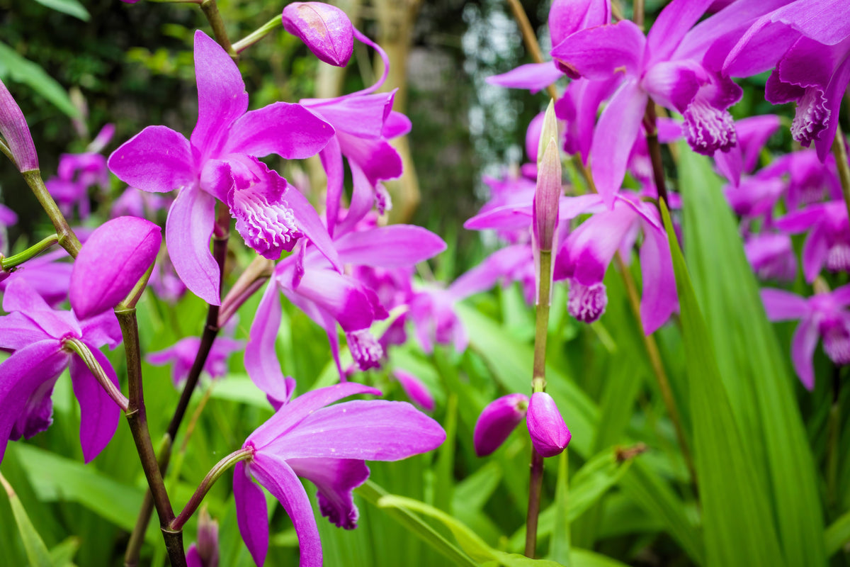 50 semillas resistentes de orquídea terrestre china Bletilla Striata, flores moradas