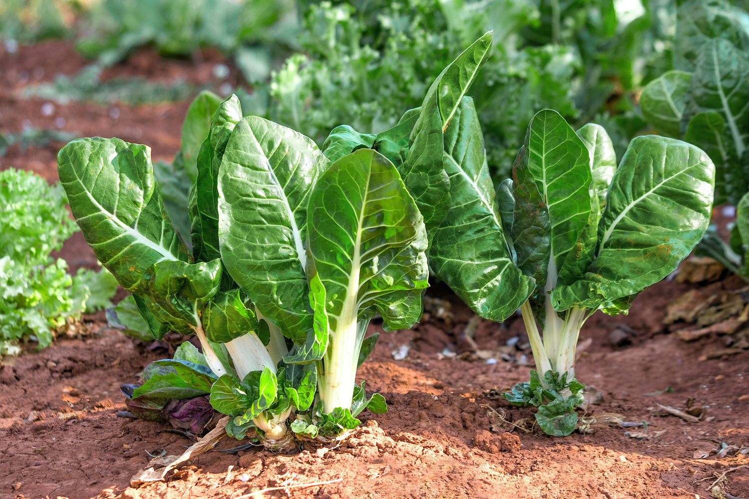 250 ACELGA SUIZA BARESE Espinaca perpetua de costilla blanca Beta Vulgaris Semillas de hortalizas