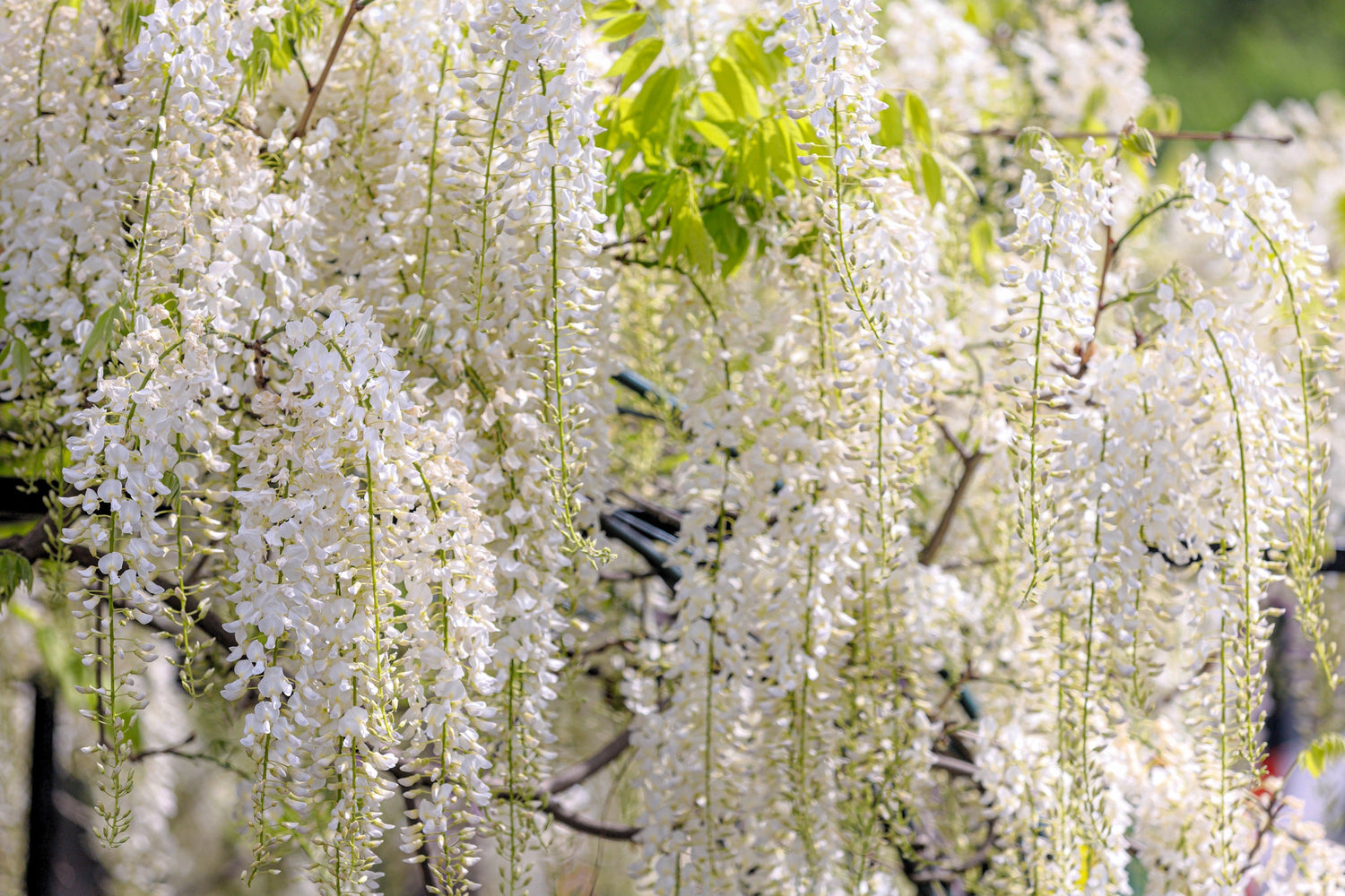 5 semillas de glicina blanca Floribunda Alba, flor ornamental japonesa
