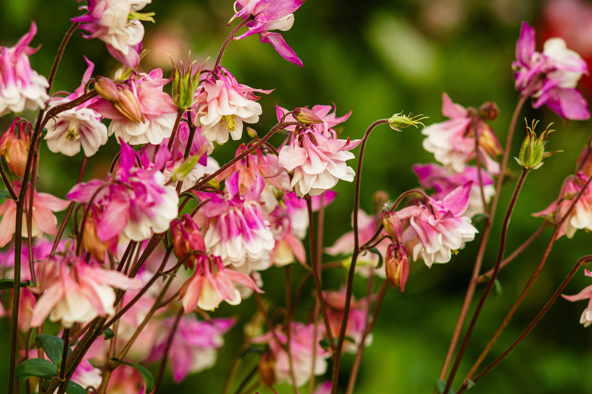 50 ROSE STAR COLUMBINE Aquilegia Caerulea Bicolor Rose Pink & White Flower Seeds