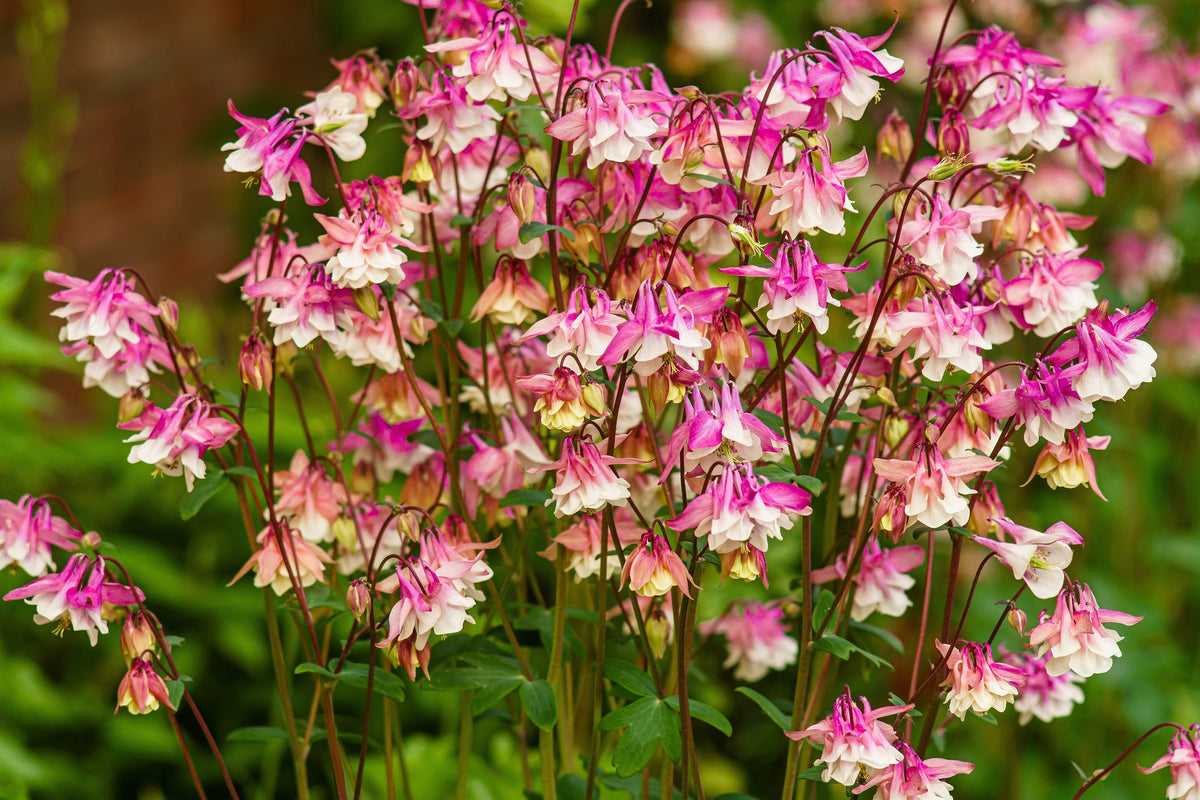 50 ROSE STAR COLUMBINE Aquilegia Caerulea Bicolor Rose Pink & White Flower Seeds