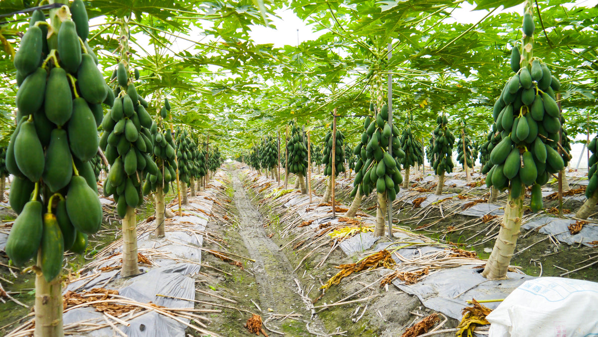 10 semillas de papaya waimanalo enana (árbol frutal hawaiano Carica) para interiores