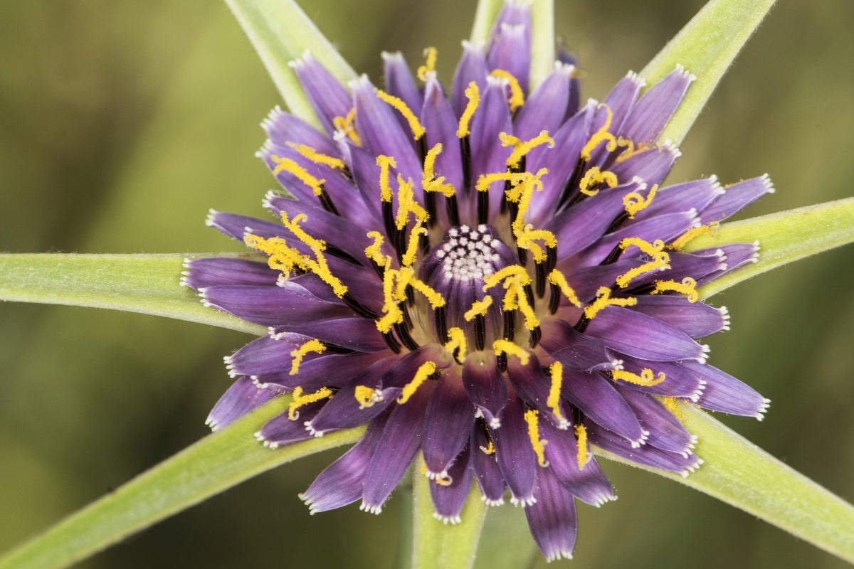 50 MAMMOTH Sandwich Island SALSIFY Tragopogon White Root Vegetable Oyster Flower Semillas