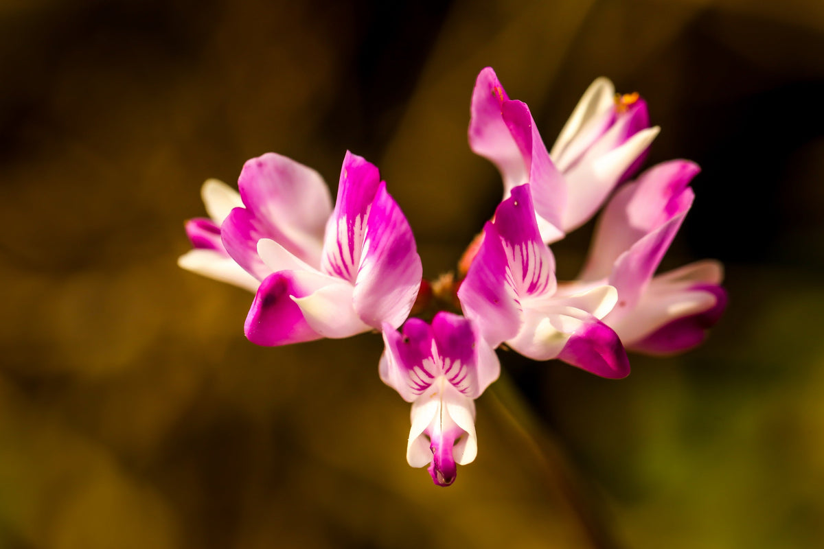 50 semillas de leguminosas de cobertura del suelo de Astragalus sinicus, flor rosa y morada