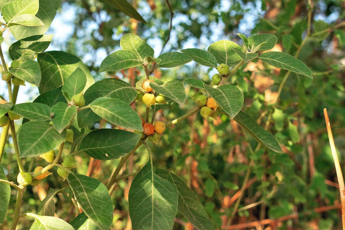 50 semillas de flores de ginseng indio Withania somnifera ashwaganda