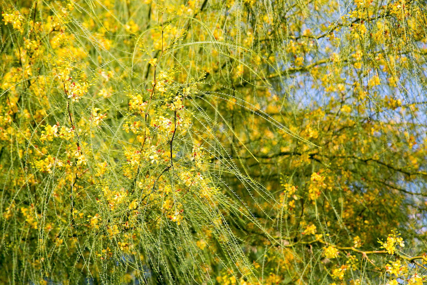 25 ESPINO DE JERUSALÉN Palo Verde Mexicano Parkinsonia Aculeata Flor Amarilla y Roja Arbusto Grande Árbol Pequeño Legumbre Semillas