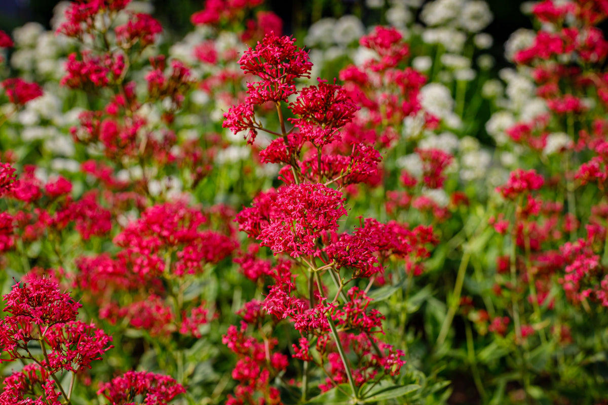 50 RED JUPITER'S BEARD Valerian Keys of Heaven Centranthus Ruber Flower Seeds