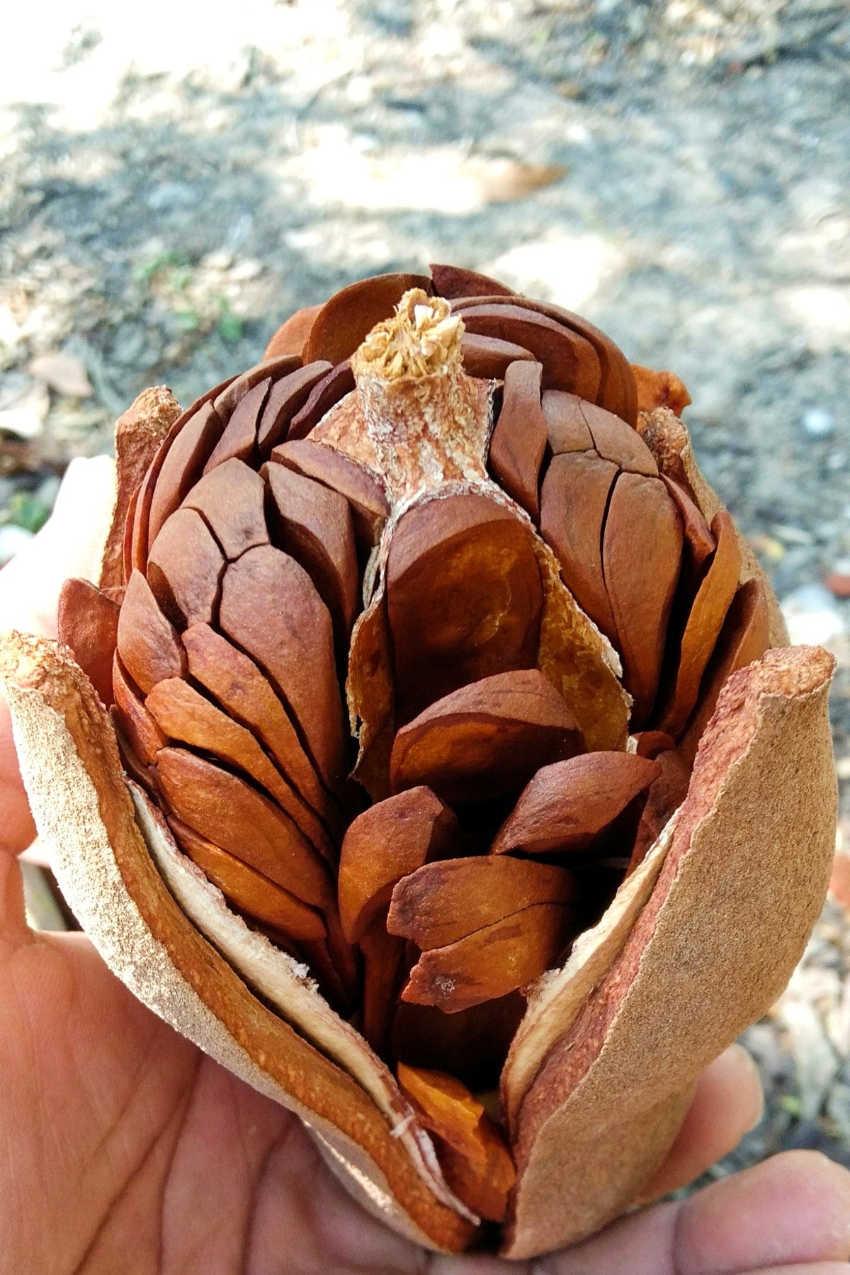 5 TRUE MAHOGANY TREE Honduran Big Leaf Sky Fruit Swietenia Macrophylla Seeds