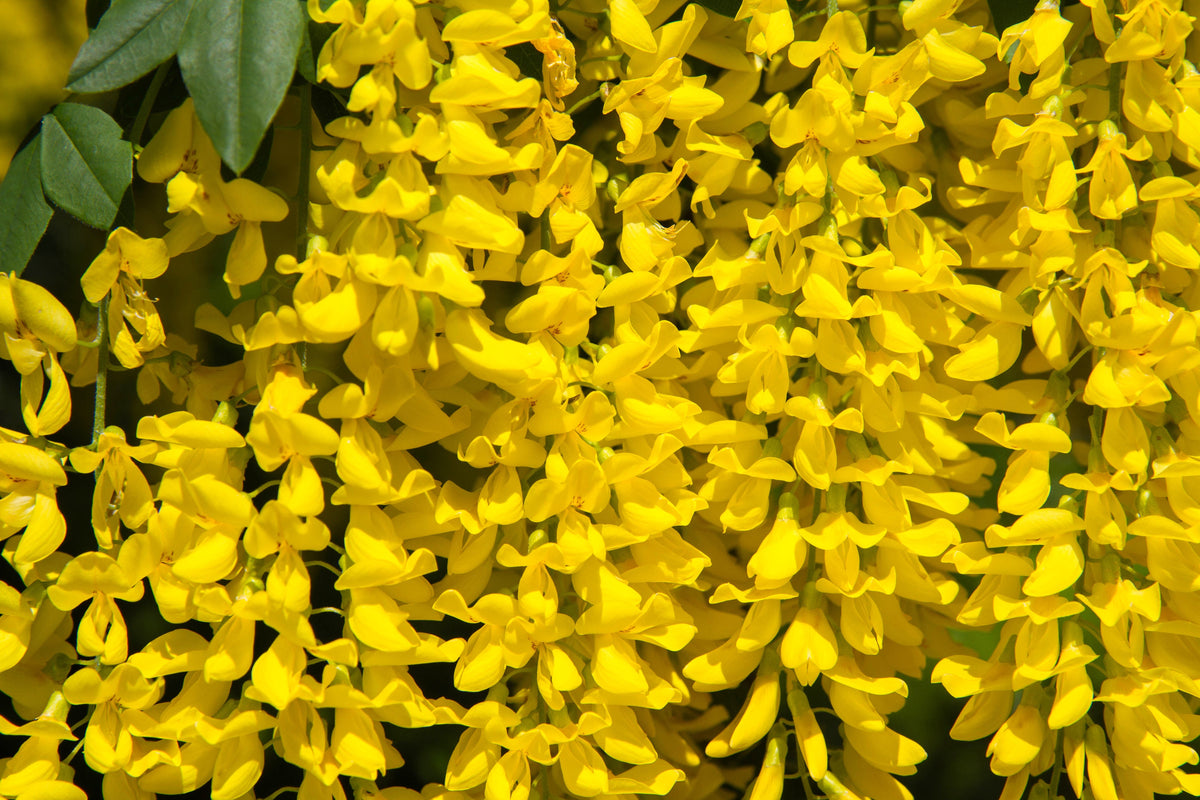 10 semillas de flores amarillas del árbol de la cadena dorada Laburnum Anagyroides