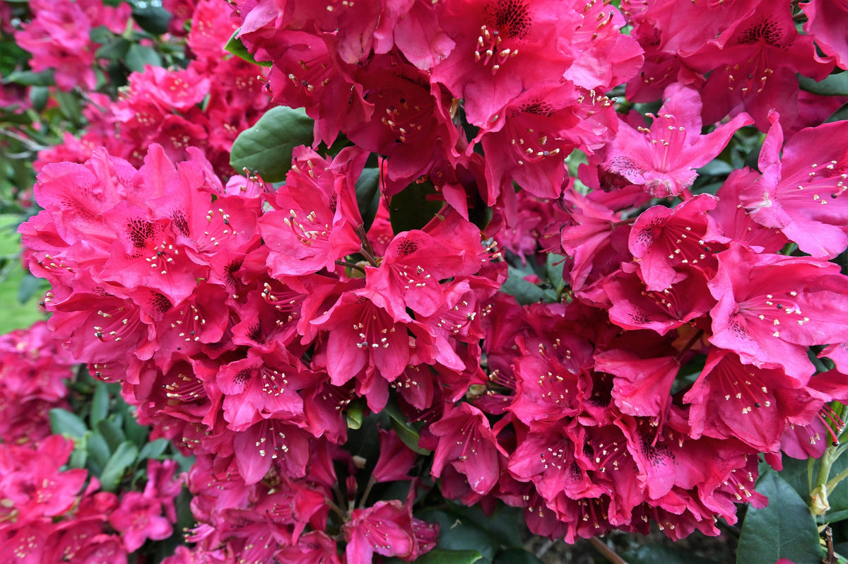 50 HÍBRIDOS MIXTOS DE RODODENDRO spp. Colores variados: rojo, rosa, morado, blanco, amarillo y naranja. Florece al sol o a la sombra. Semillas de arbusto.