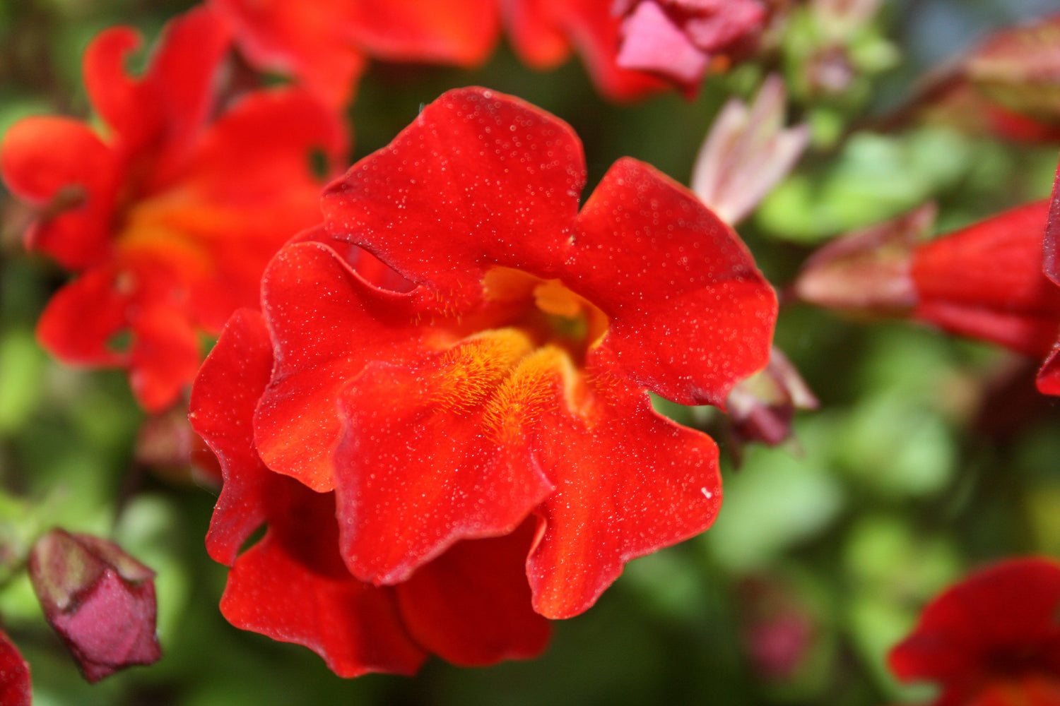 100 semillas de Mimulus FLOR DE MONO ROJO Brillantina