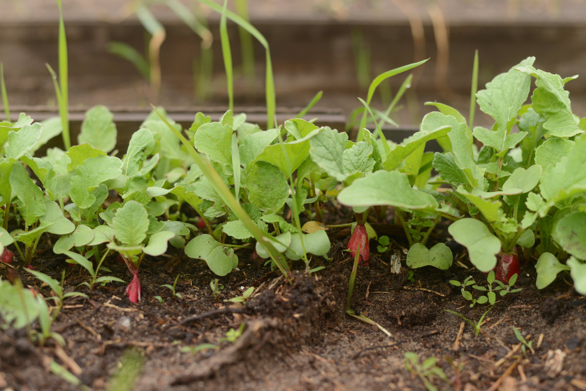100 semillas de rábano rosa chino (rábano chino de invierno) Raphanus sativus