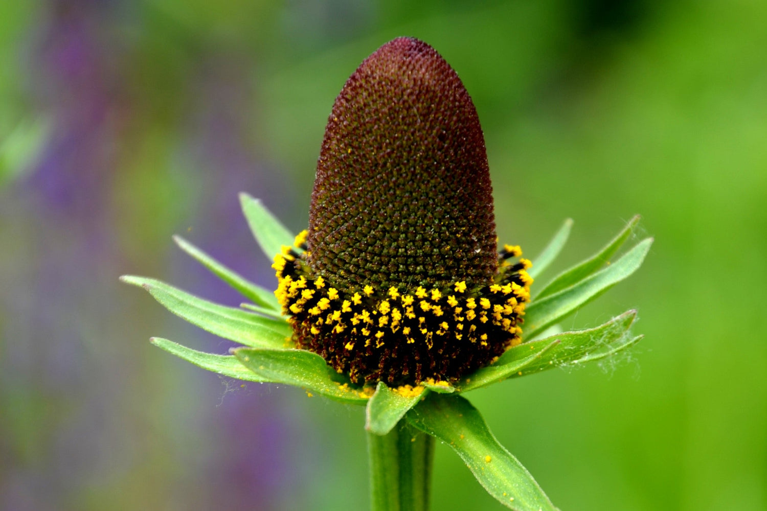 30 semillas de equinácea occidental Rudbeckia occidentalis Green Wizard, también conocida como flor negra de chocolate sin rayos