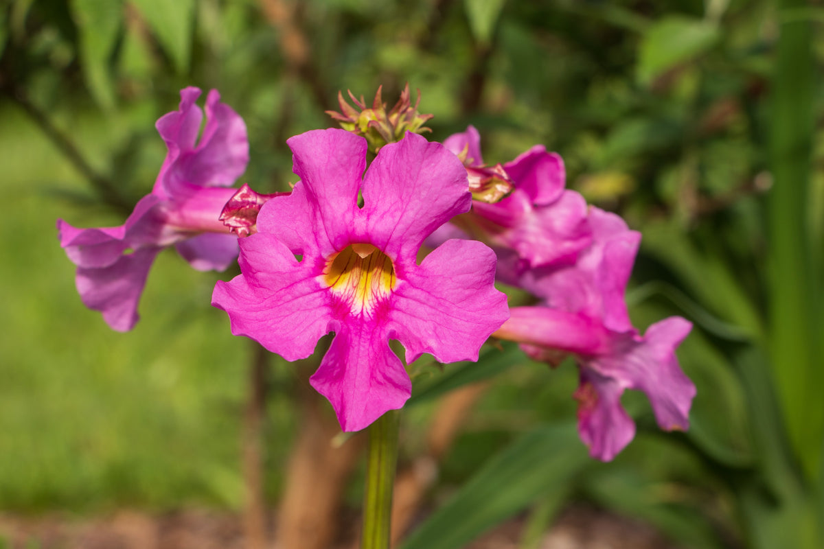 10 Cheron PINK HARDY GLOXINIA Incarvillea Delavayi Flower Seeds