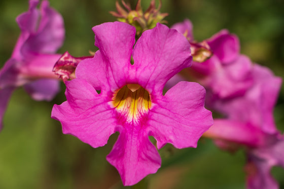 10 semillas de flores Cheron PINK HARDY GLOXINIA Incarvillea Delavayi