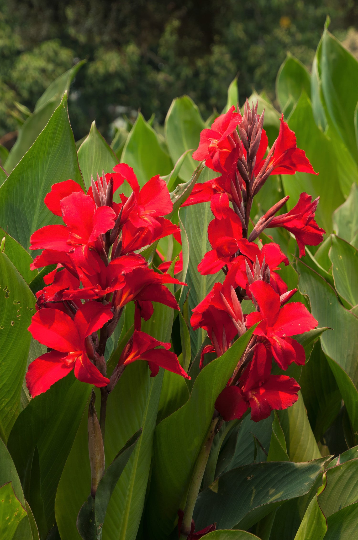 5 semillas de flores de Canna Indica de Indian Shot de lirio de canna rojo