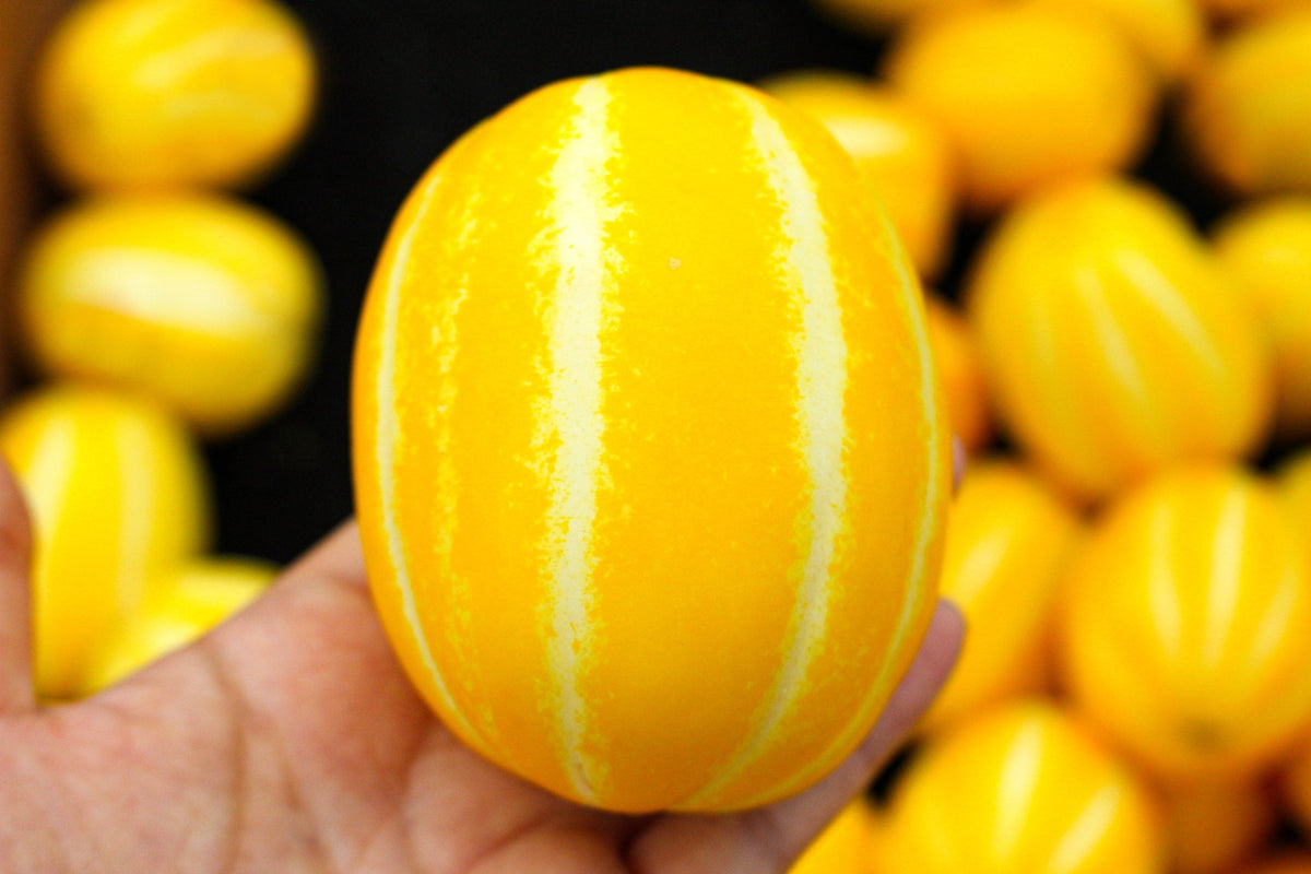 50 MELÓN DE LÍNEA PLATA TEMPRANA Cucumis Melo Piel con rayas amarillas Pulpa blanca Semillas de fruta coreana