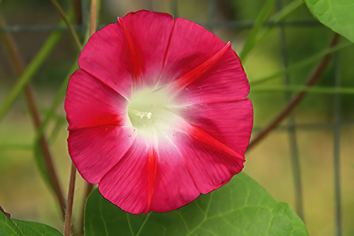 50 SCARLET O'Hara MORNING GLORY Red Ipomoea Nil Flower Vine Seeds