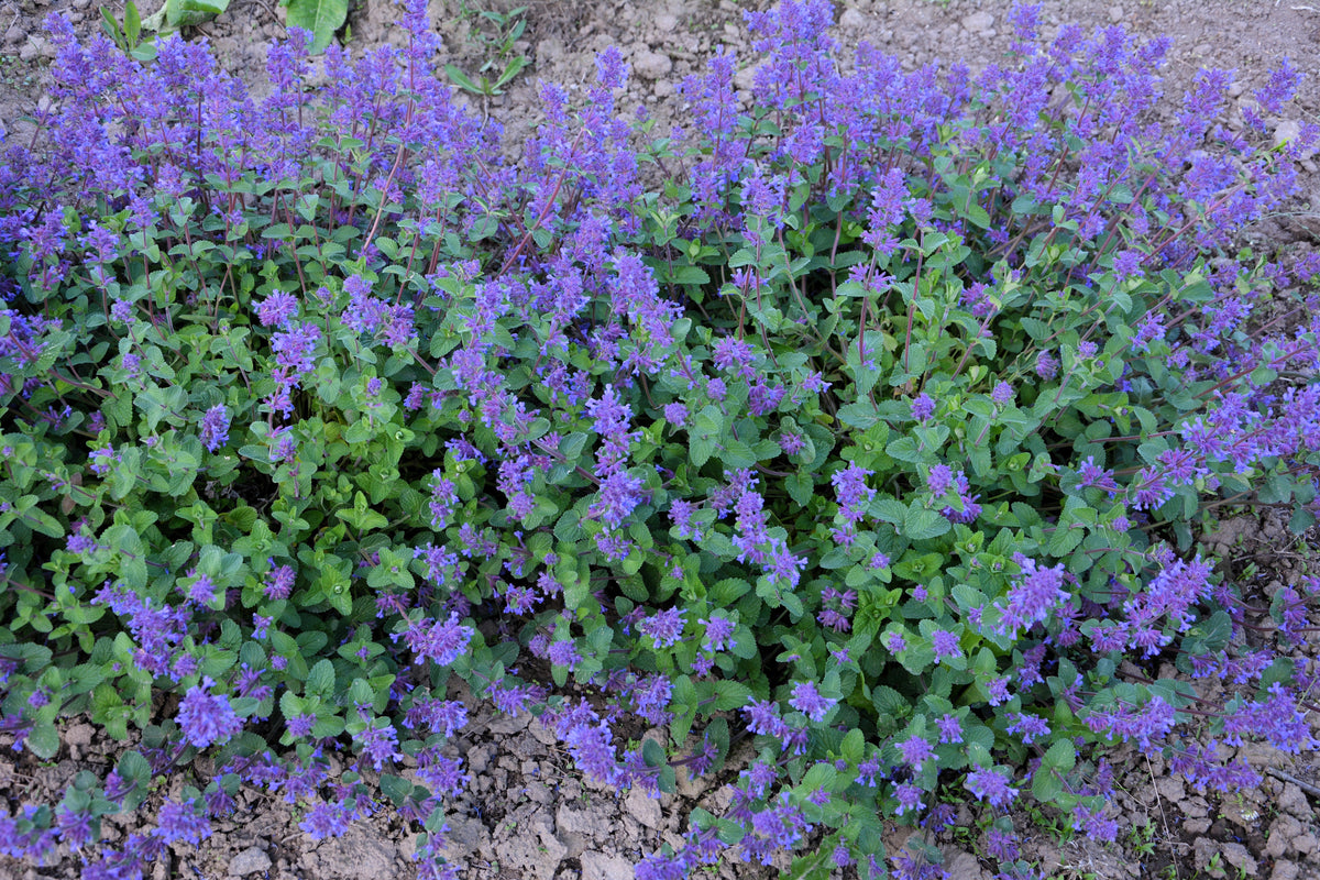 50 semillas de flores de Nepeta Racemosa (menta persa) Mussins