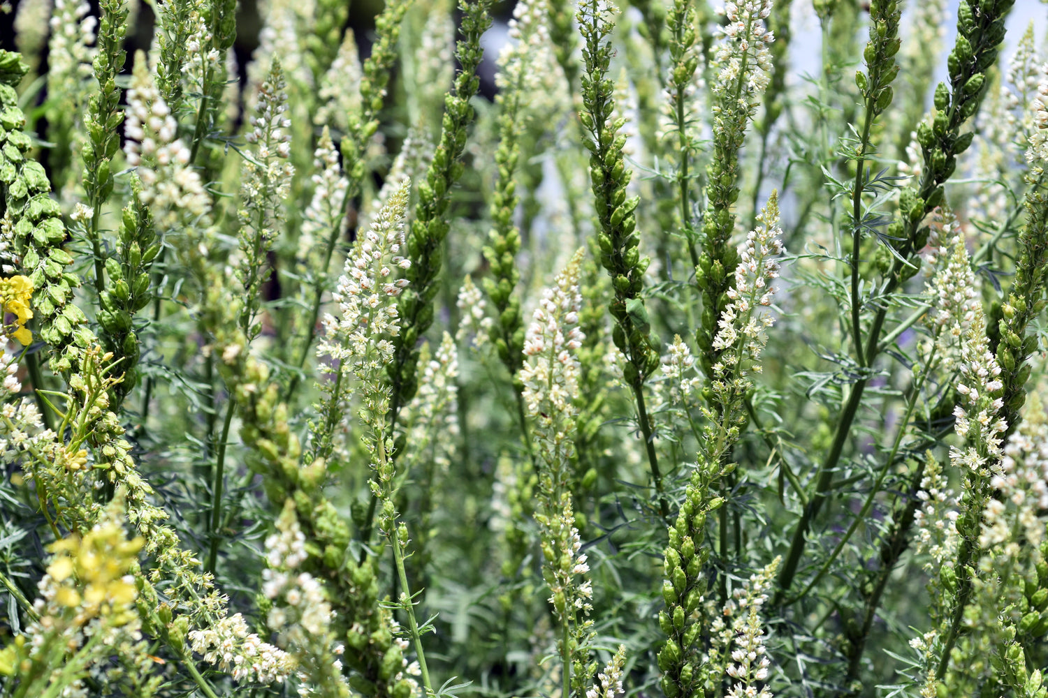 200 Semillas de flores MIGNONETTE BLANCA Reseda Alba muy FRAGANTES