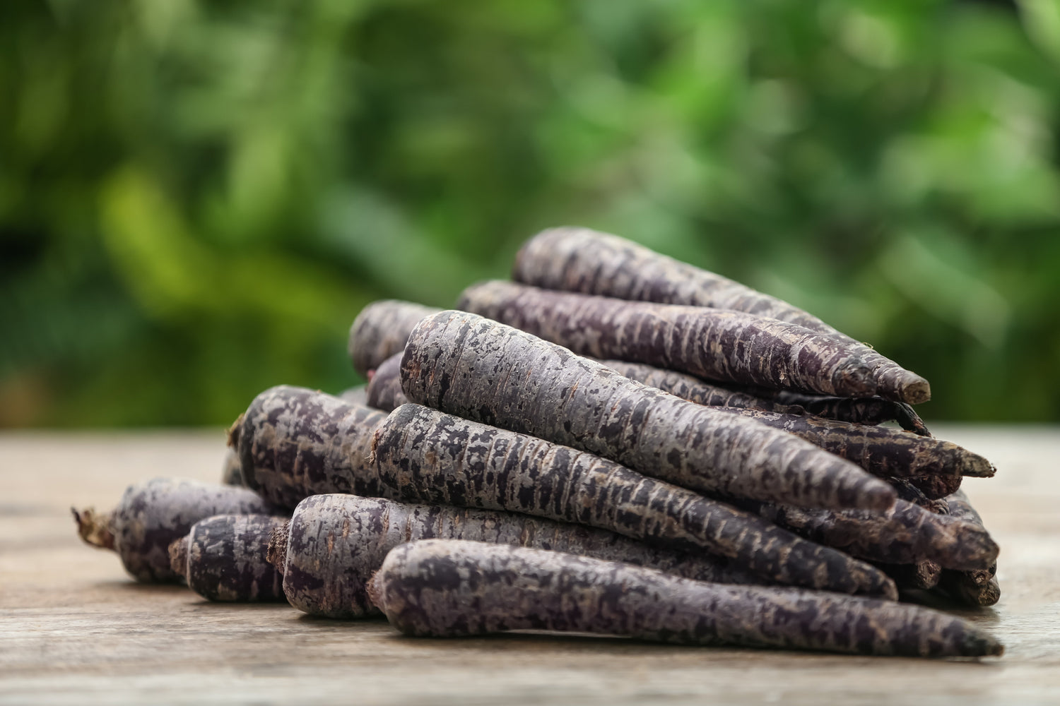 300 semillas de zanahoria nebulosa negra Daucus carota